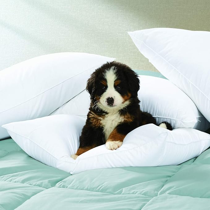 Cuddledown Dreamstead 700 Fill Power Pillow | European White Goose Down | 100% Cotton Shell, Sateen Weave | Hypoallergenic | Handcrafted | Oeko-TEX & RDS Certified | 20" x 26" | Standard | Soft